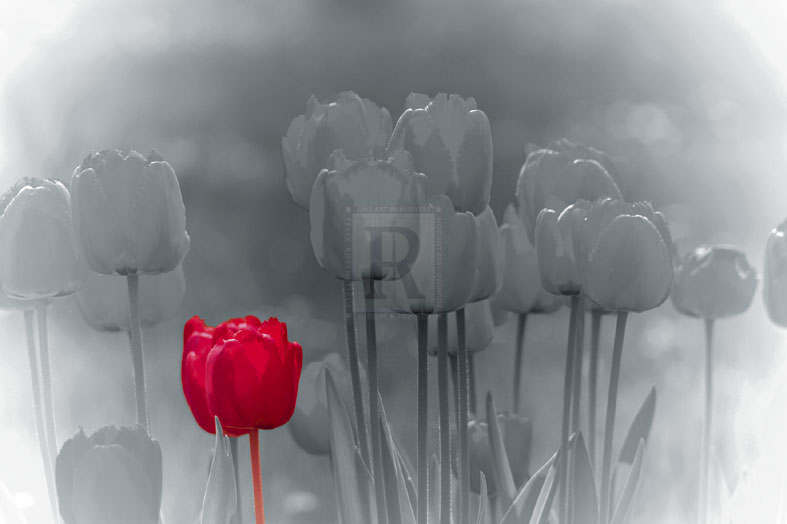 Tulip Accent - Katja Marzahn