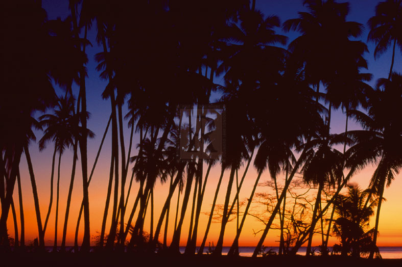 Tropical Twilight - Mike Toy