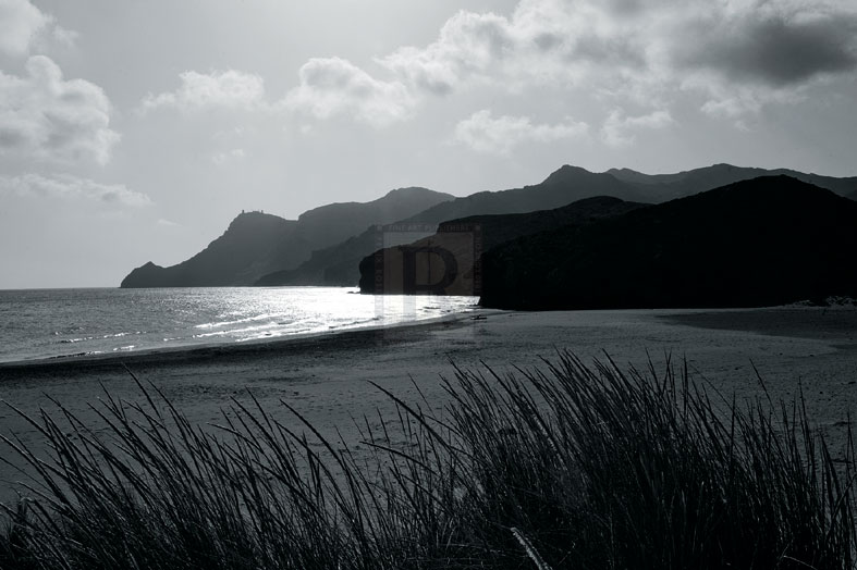 Sea Grass - Mike Toy