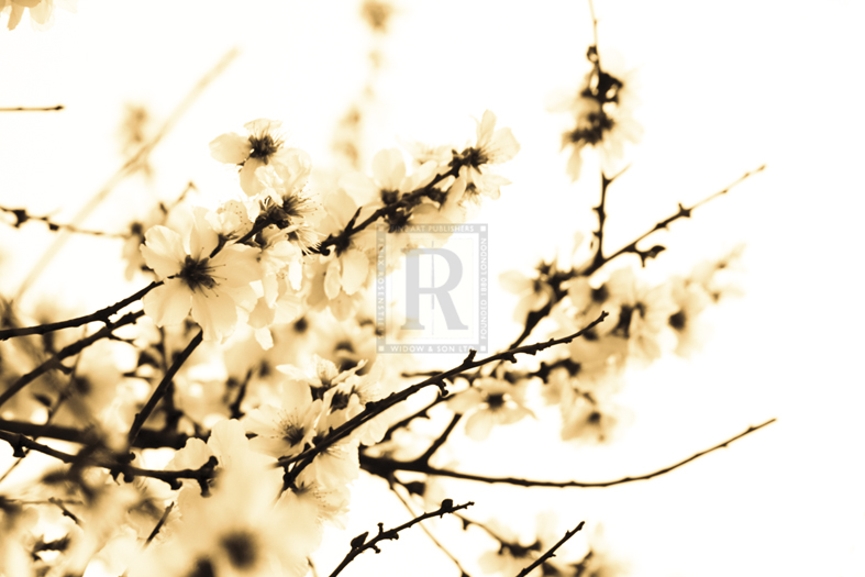 Spring Blush - Katja Marzahn