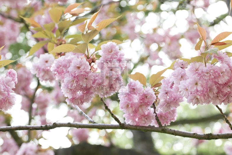 Hanami I - Katja Marzahn