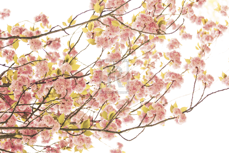 Hanami II - Katja Marzahn