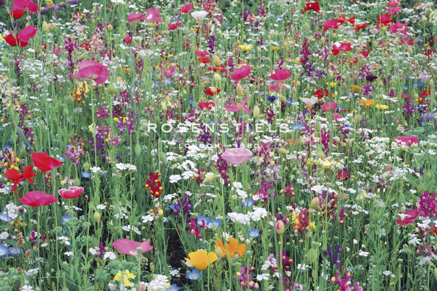 Flower Meadow - Ella Lancaster