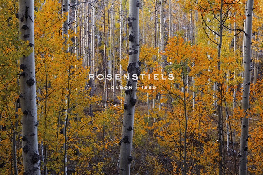 Heart of the Forest - Michael Greene