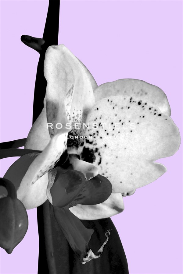 Orchid Shadow I - Sukhanlee