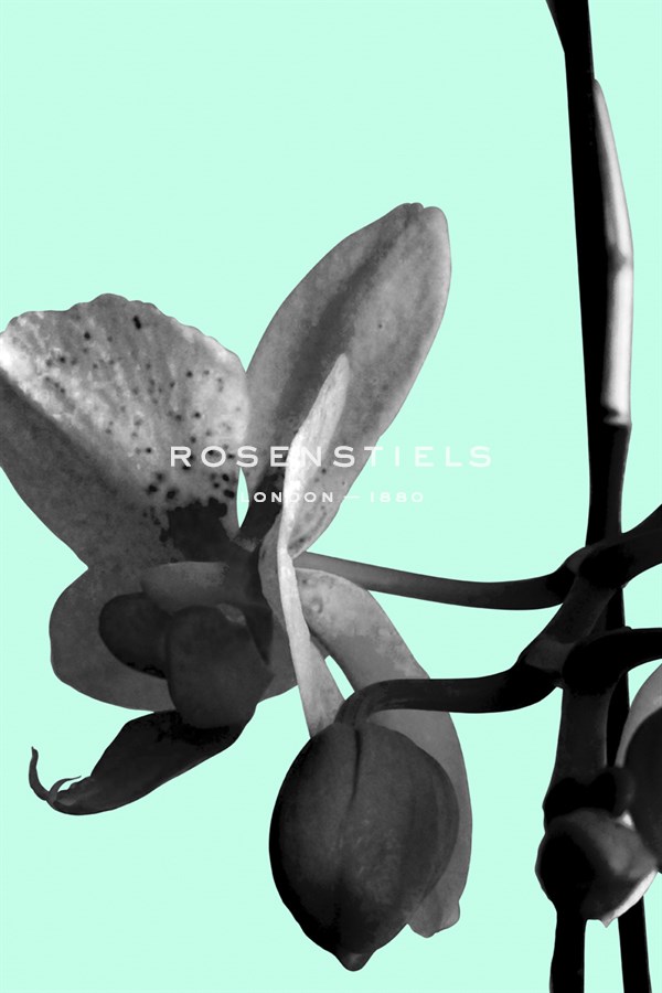 Orchid Shadow II - Sukhanlee