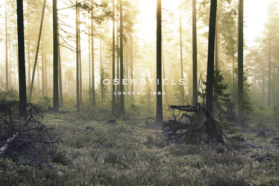Forest Clearing - Andreas Stridsberg