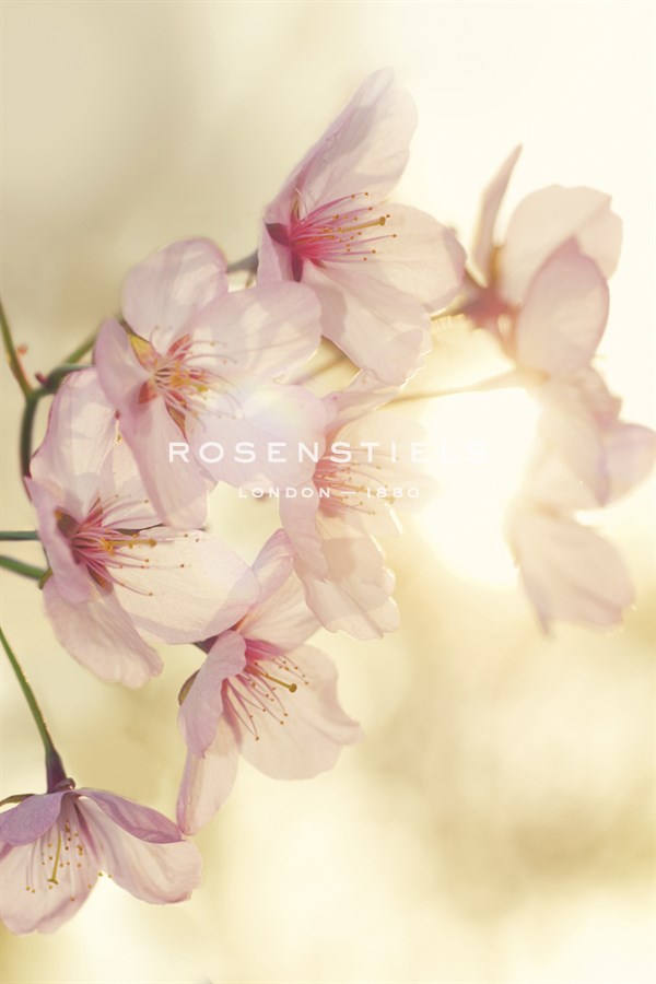Blossom - Andreas Stridsberg