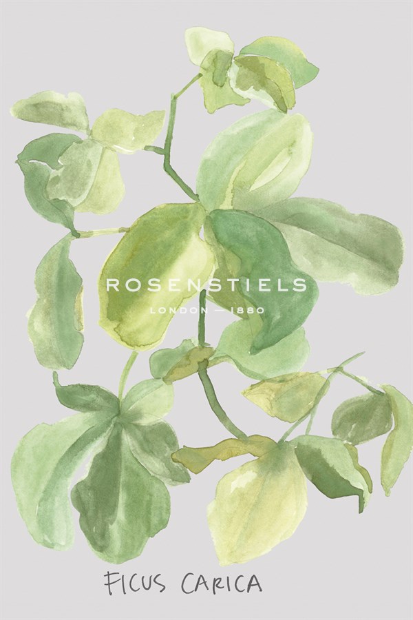 Ficus Carica - Katrien Soeffers