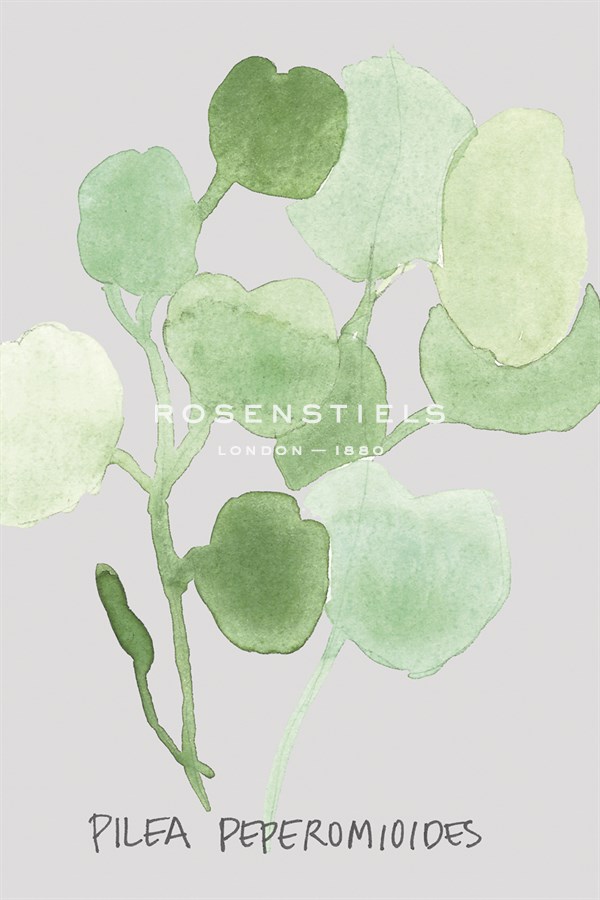 Pilea Peperomioides - Katrien Soeffers