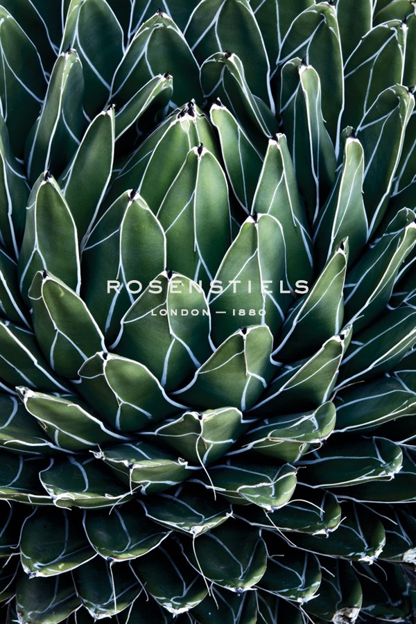 Desert Dreams - Michael Greene