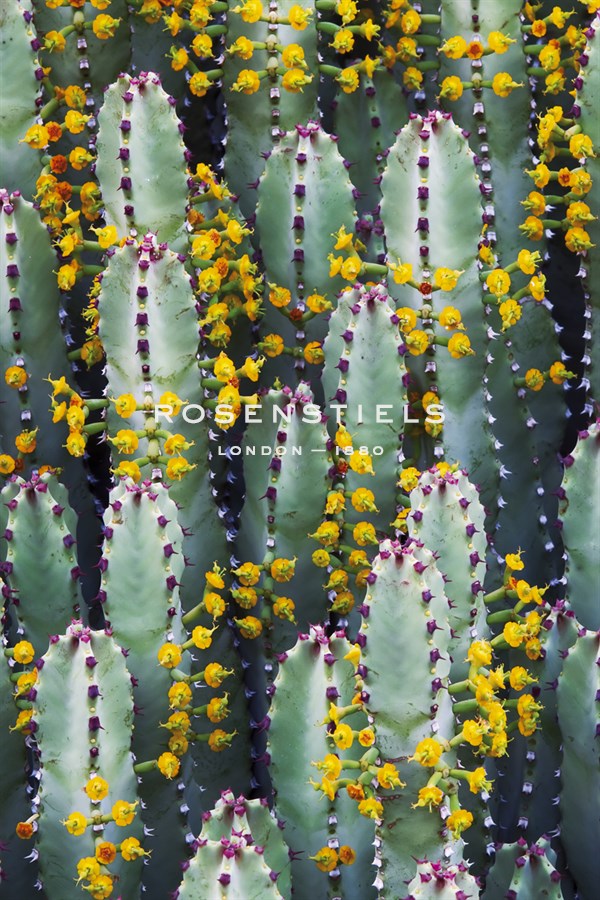 Subtle Acquaintance - Michael Greene