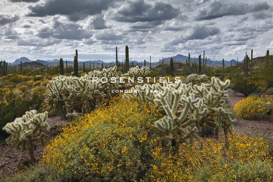 Garden of the Blessing - Michael Greene