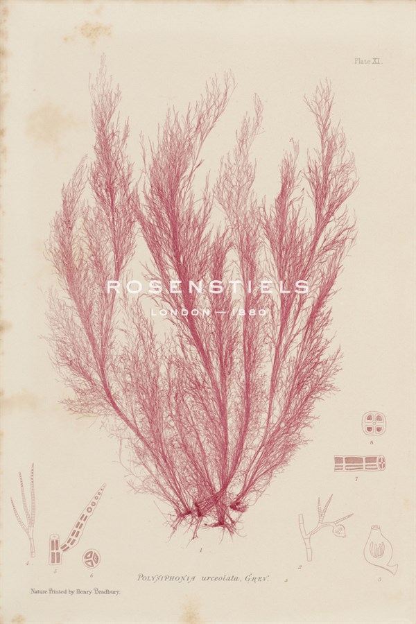 Polysiphonia - Henry Bradbury