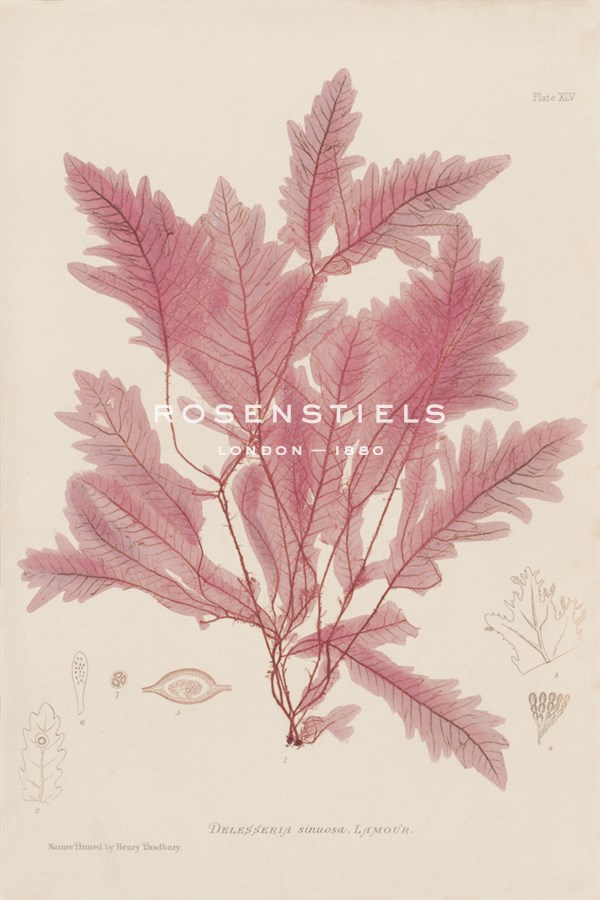Delesseria - Henry Bradbury