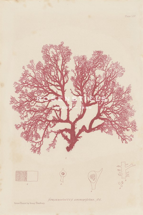 Sphaerococcus - Henry Bradbury