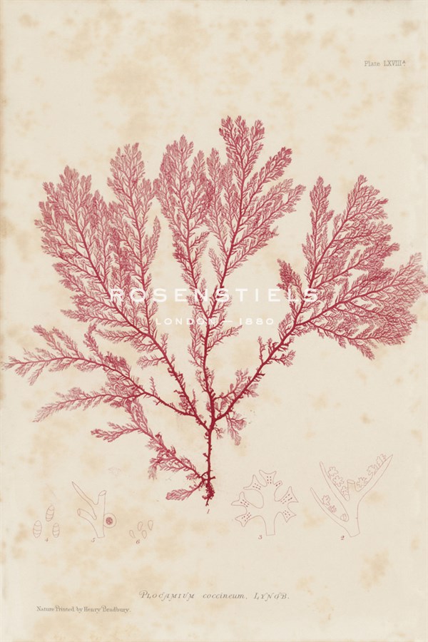 Plocamium - Henry Bradbury