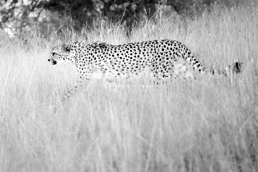 In The Wild - Lee Frost