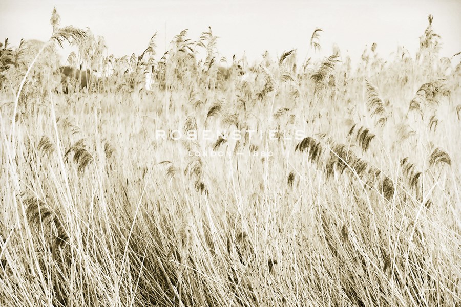 Stanpit Rushes - Bernard Webb