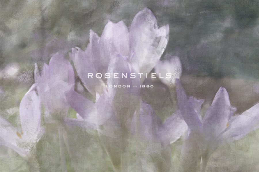 Crocus Blur I - Malcolm Sanders