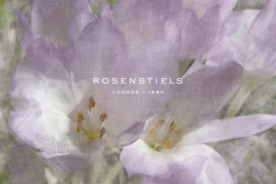 Crocus Blur II - Malcolm Sanders