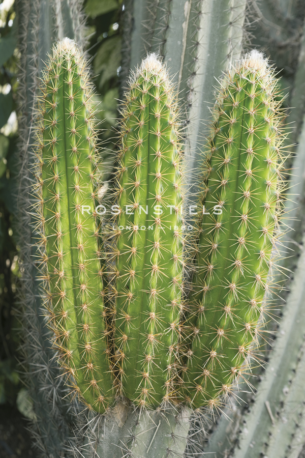 Tropical Type W - Cactus - Mike Toy