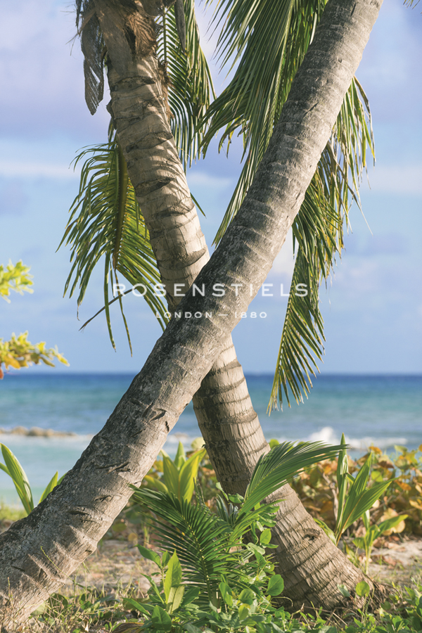 Tropical Type X - Palm - Mike Toy