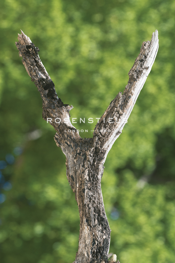 Tropical Type Y - Woodland - Mike Toy