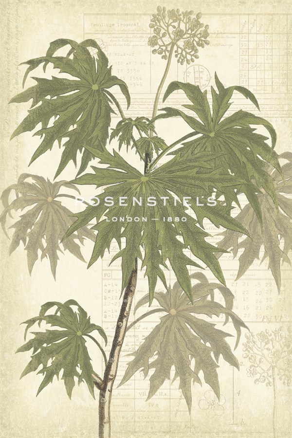 Botany Sketchbook III - Maria Mendez