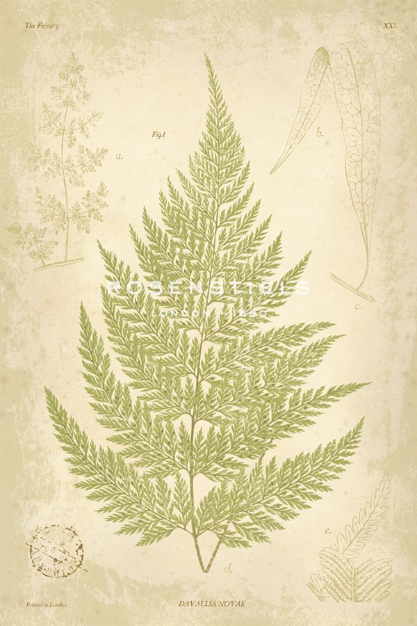 Fern Study IV - Maria Mendez