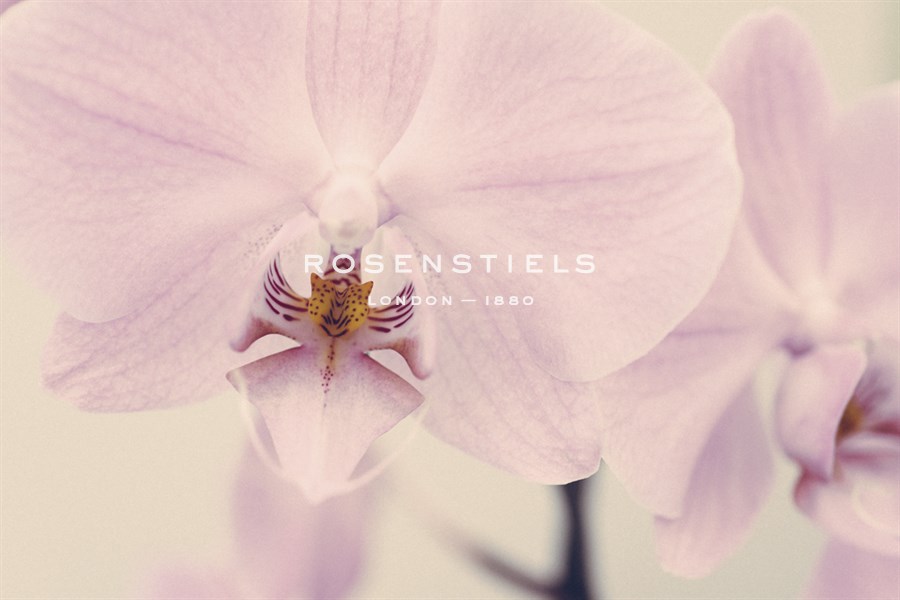 Orchid Dream - John Harper