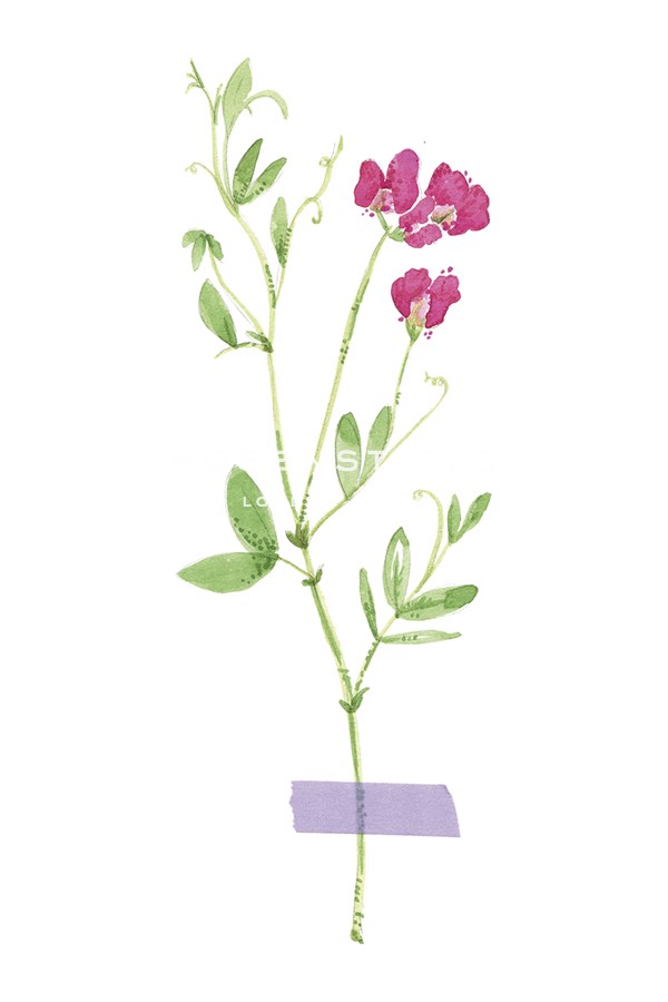 Field Flower II - Joelle Wehkamp