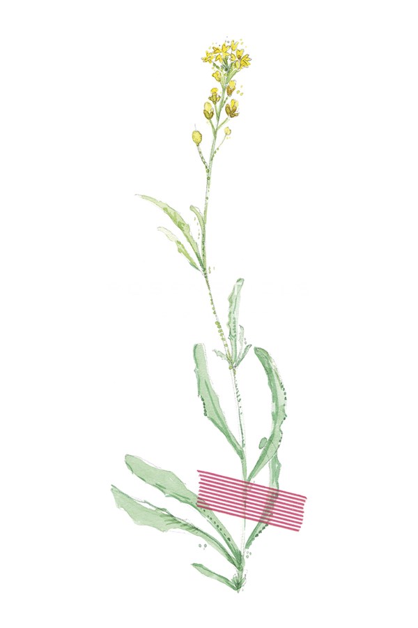 Field Flower III - Joelle Wehkamp