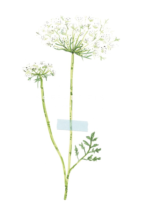 Field Flower V - Joelle Wehkamp