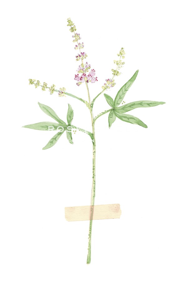 Field Flower VI - Joelle Wehkamp