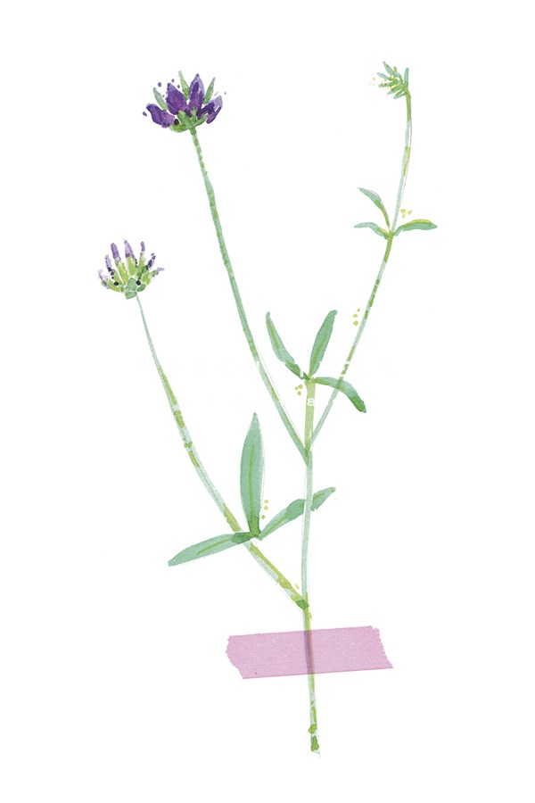 Field Flower VII - Joelle Wehkamp
