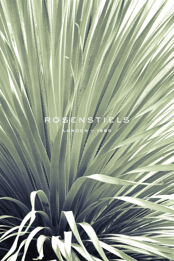 Chisos - Ella Lancaster