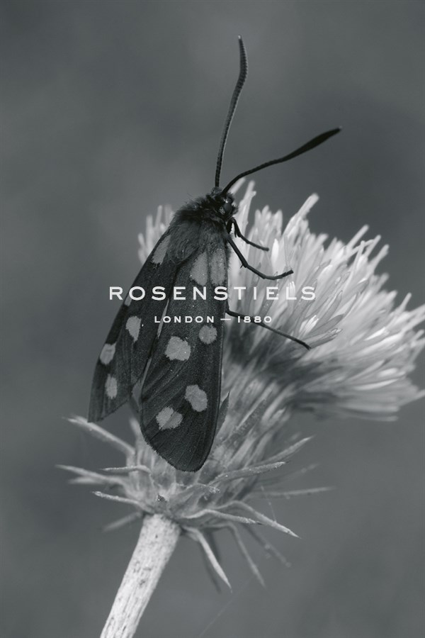 Wild Insects I - The Chelsea Collection