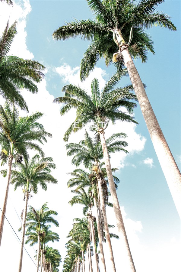 Palm Boulevard - Mike Toy