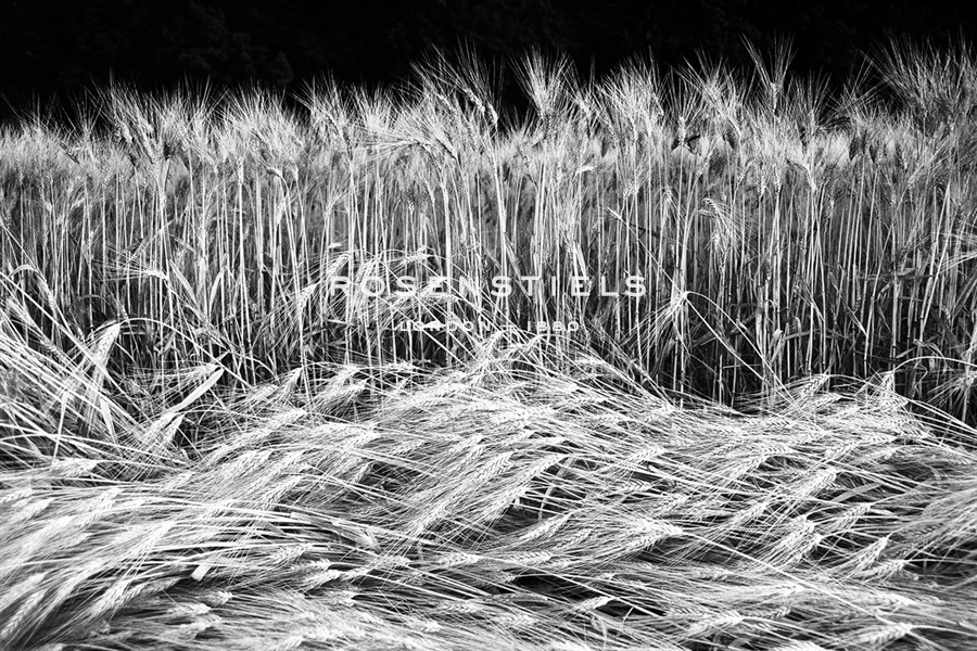Frenzied Fields - Markus Lange