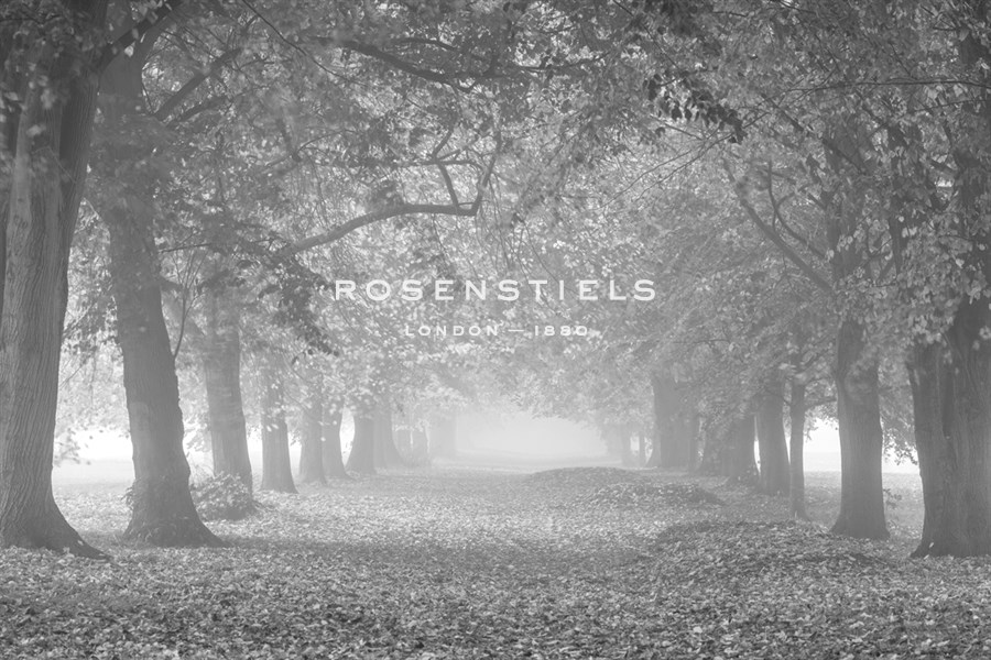 Autumn Pathway - Noir - Assaf Frank