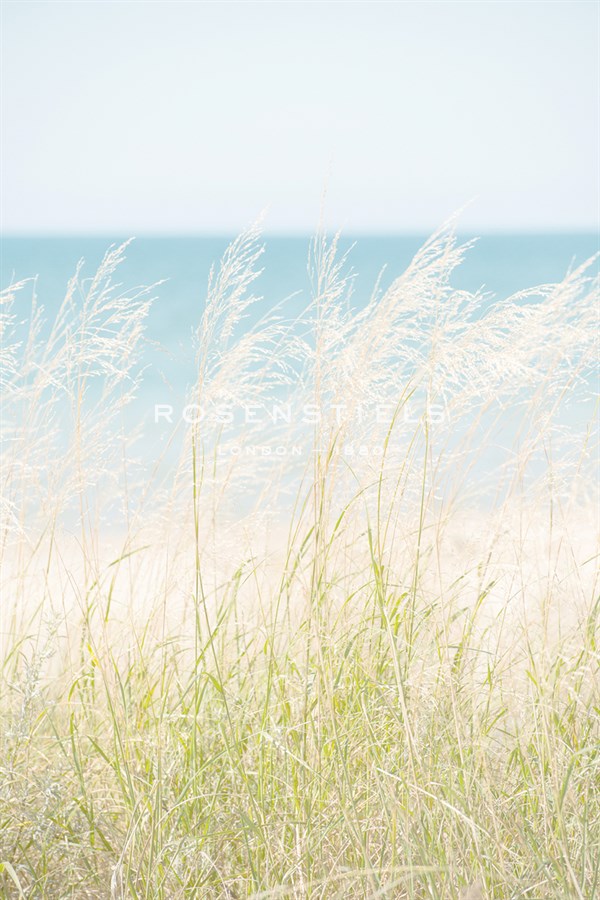 Ocean Grasses - Mike Toy