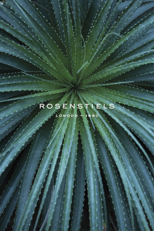 Palmera - Irene Suchocki