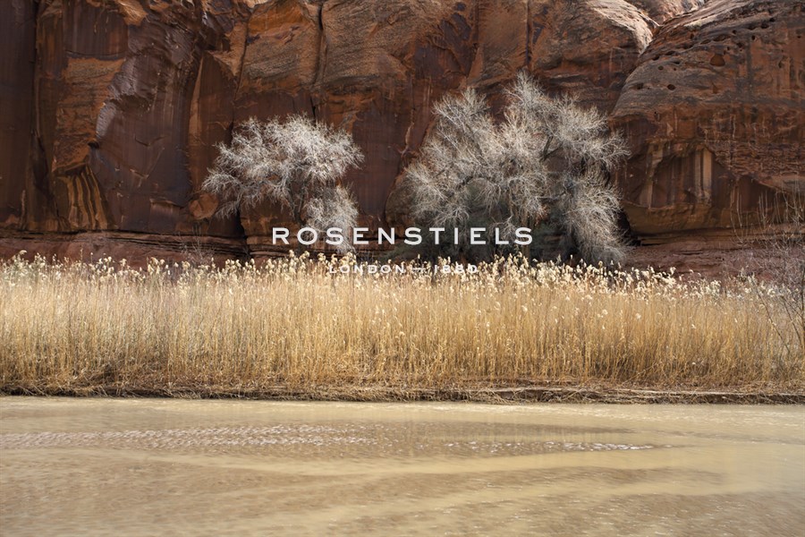 Desert Flora - Andrew Geiger