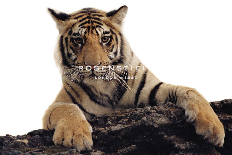 Paws Ahead - Pure - Staffan Widstrand