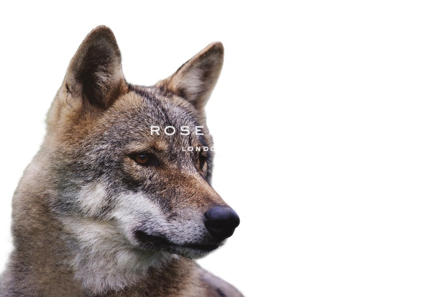 Magnificent Gaze - Pure - Staffan Widstrand
