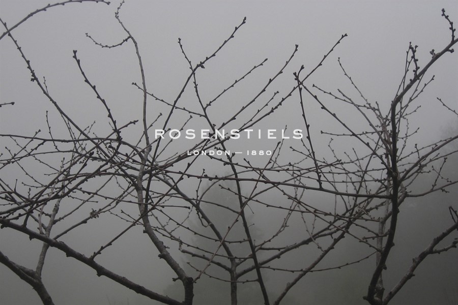 Morello Cherry Tree on a Foggy Morning - Gaetan Caron