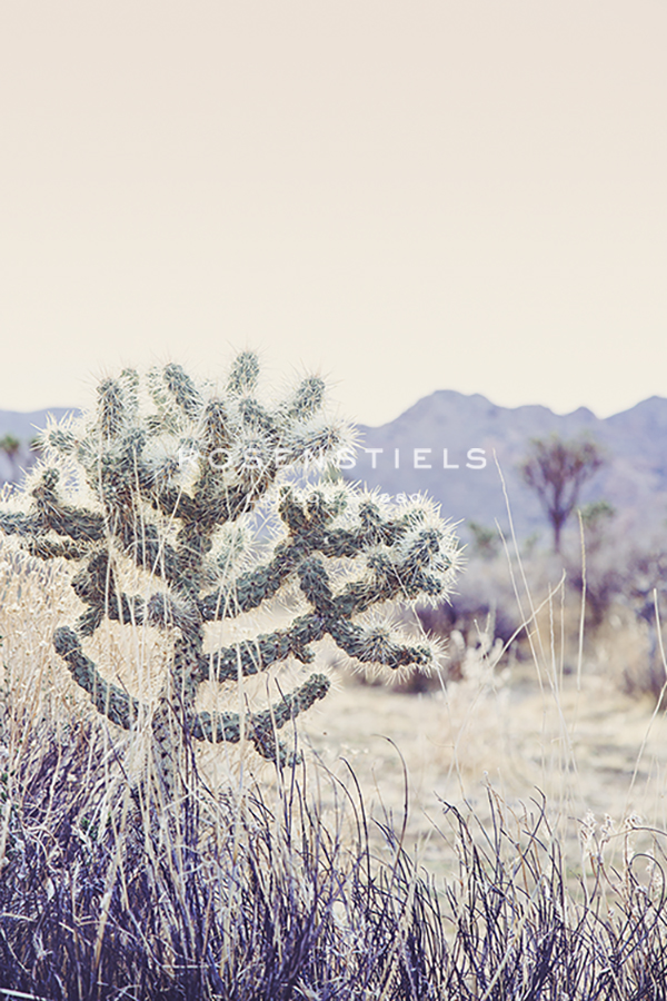 Arid Rose - Irene Suchocki