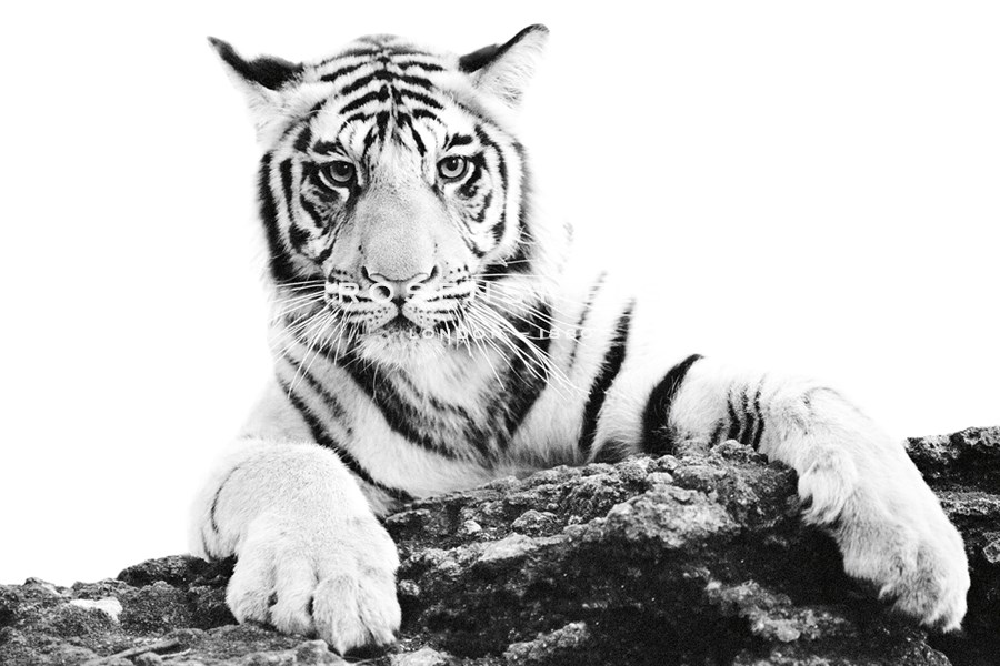 Paws Ahead - Bold - Staffan Widstrand