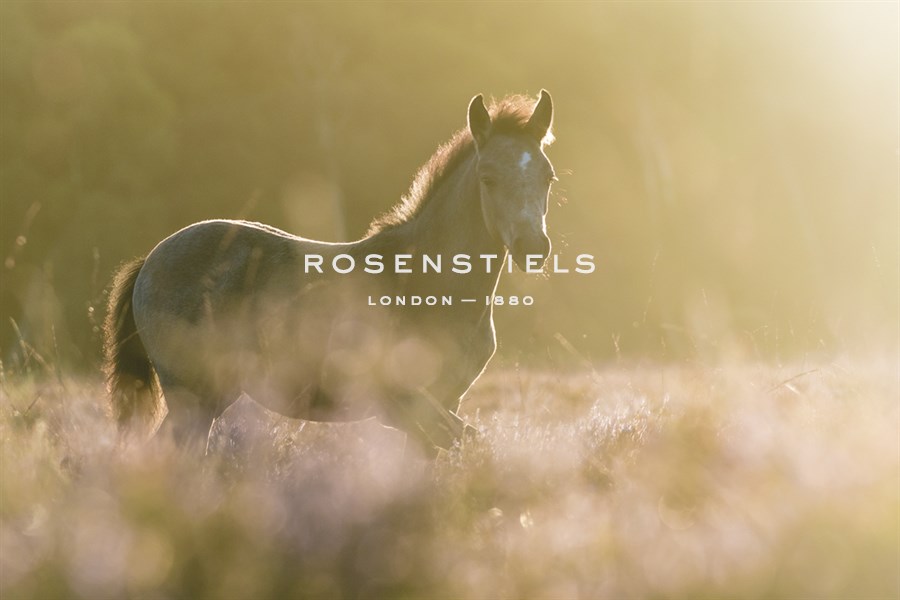 Summer Foal - Matt Roseveare